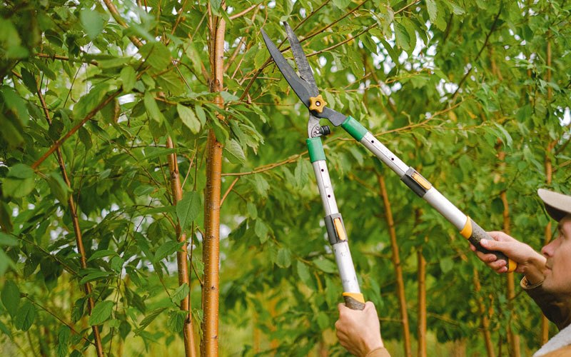 Tree trimming in Aguirre, PR